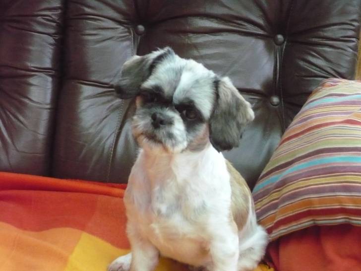 Pupuce - Femelle (4 mois)