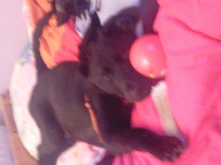 Banjo - Mâle (1 an)