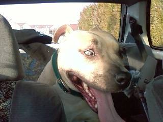 Naya - Femelle (2 ans)