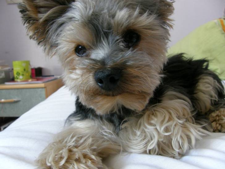 cesar - Mâle (4 ans)