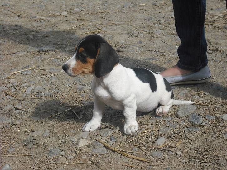 Eden - Femelle (3 mois)