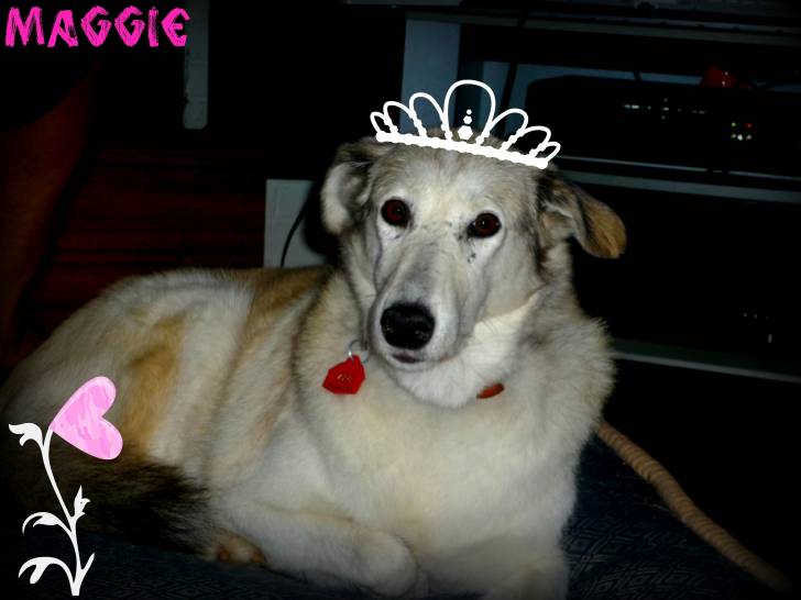 Maggie - Femelle (7 ans)