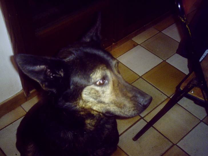 zina - Femelle (4 ans)