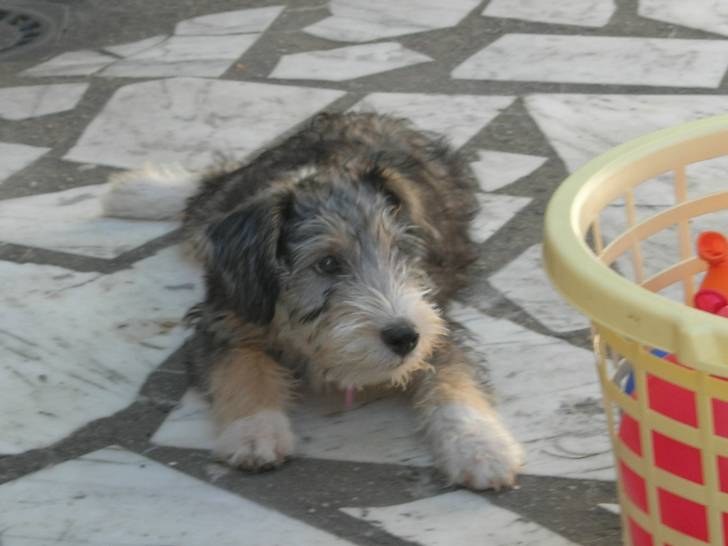 Charly - Mâle (6 mois)