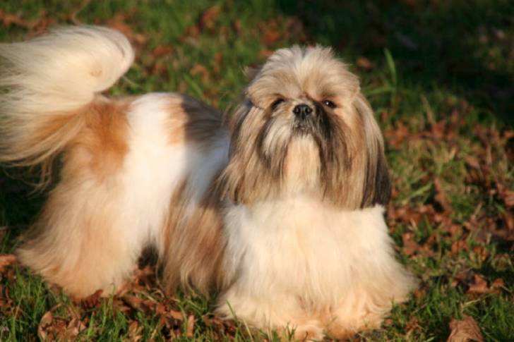 flamme - Mâle (1 an)