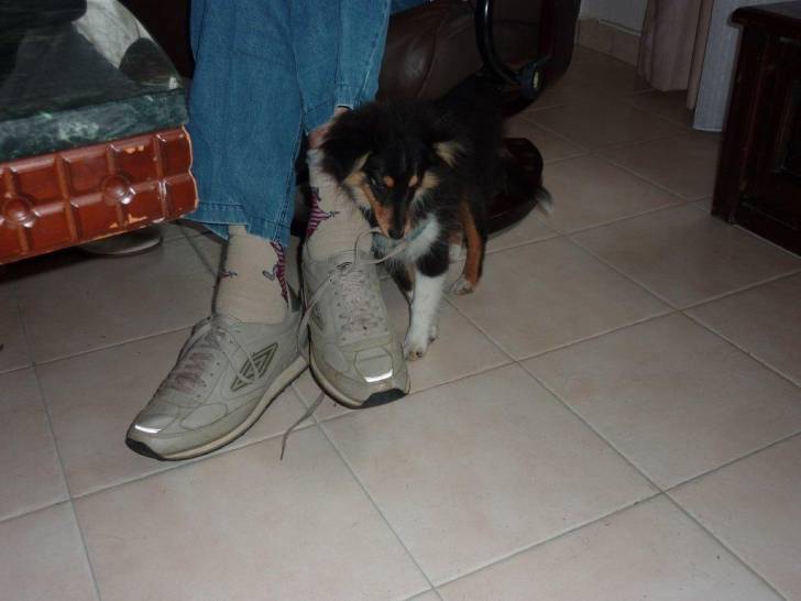 billi - Mâle (1 an)