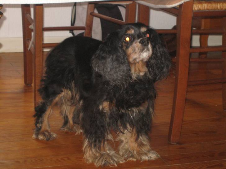 Néro - Mâle (13 ans)