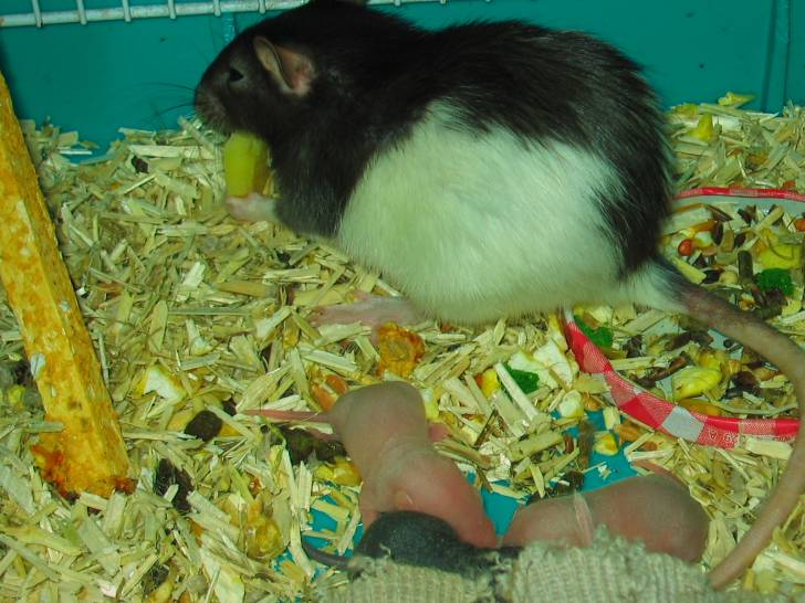 Brindille et ses 8 bébés(rat) - (2 ans)
