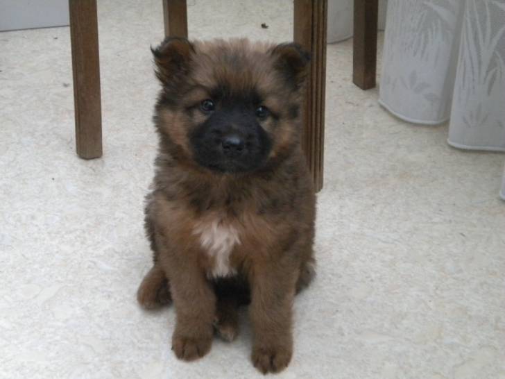 chanel - Femelle (2 mois)