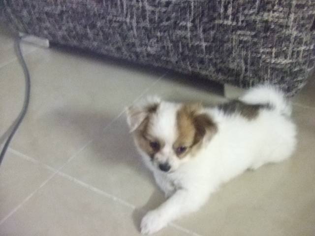 Doll - Femelle (4 ans)