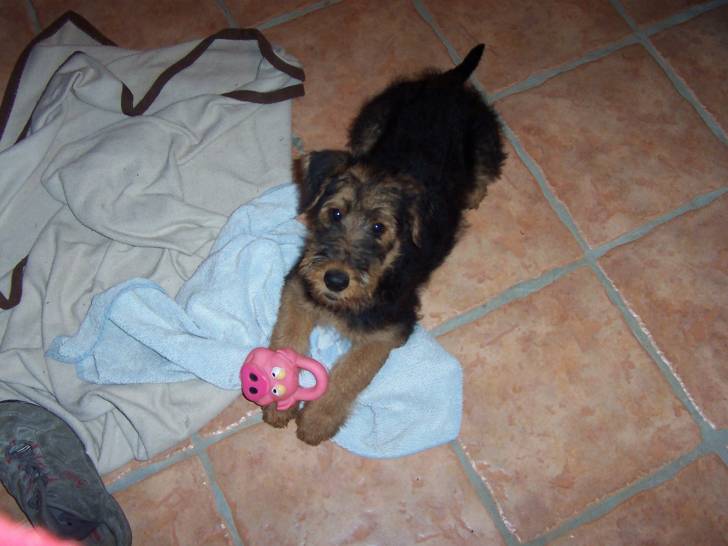 Voyoux - Mâle (7 ans)