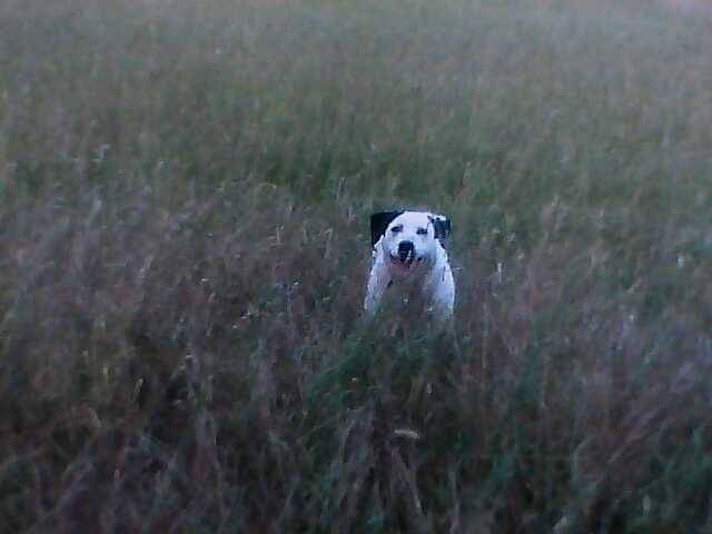 Ukka - Femelle (8 ans)