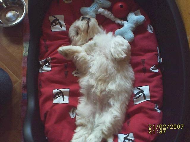 Eliott - Mâle (3 mois)