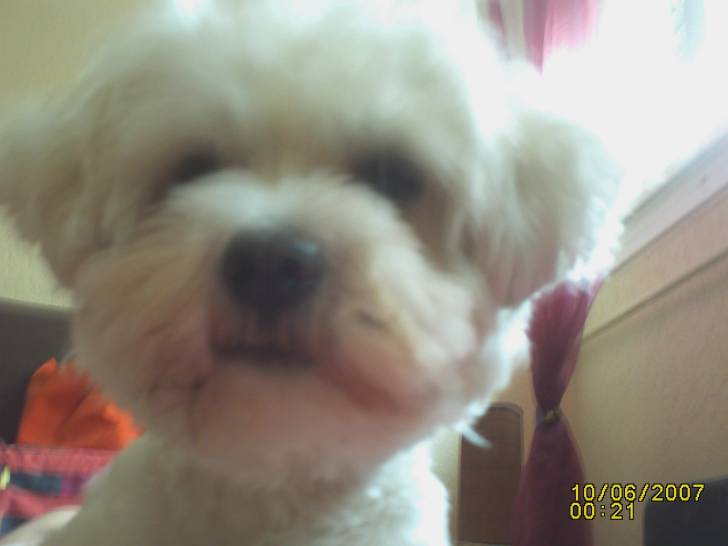 Eliott - Mâle (2 ans)