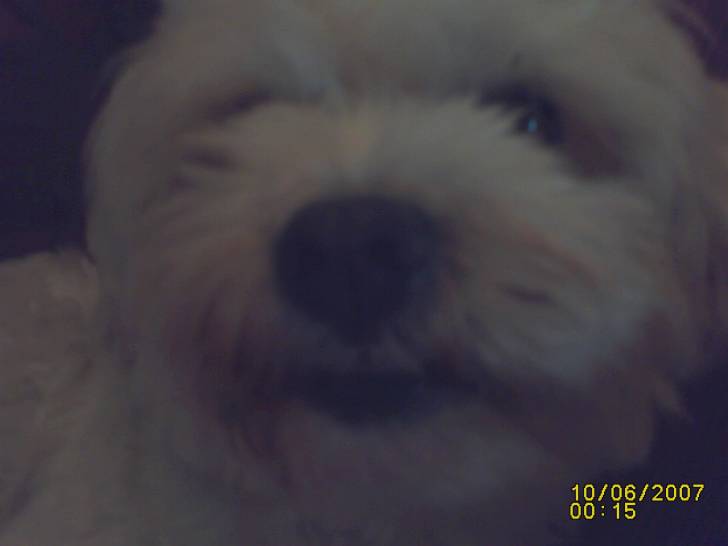 Eliott - Mâle (2 ans)