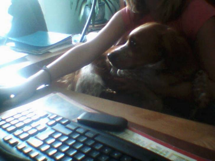 Chipie - Femelle (3 ans)