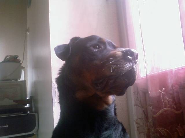 Sarko - Mâle (3 ans)