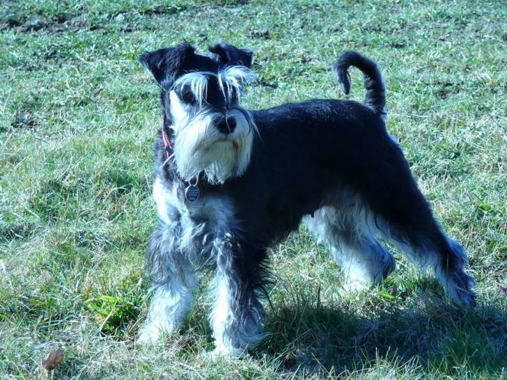 silex - Femelle (4 ans)