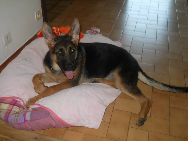 gaya - Femelle (4 mois)