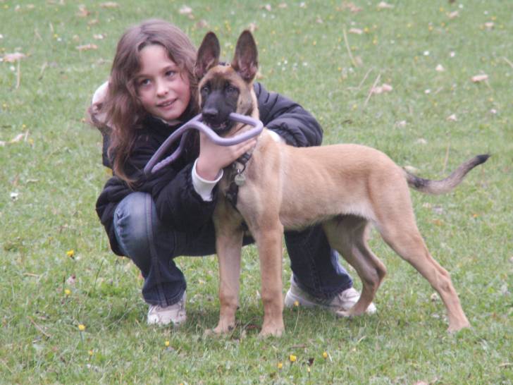 drako - Mâle (3 ans)