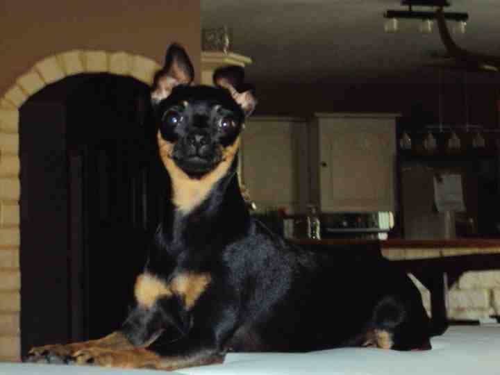 Kropka - Femelle (3 mois)