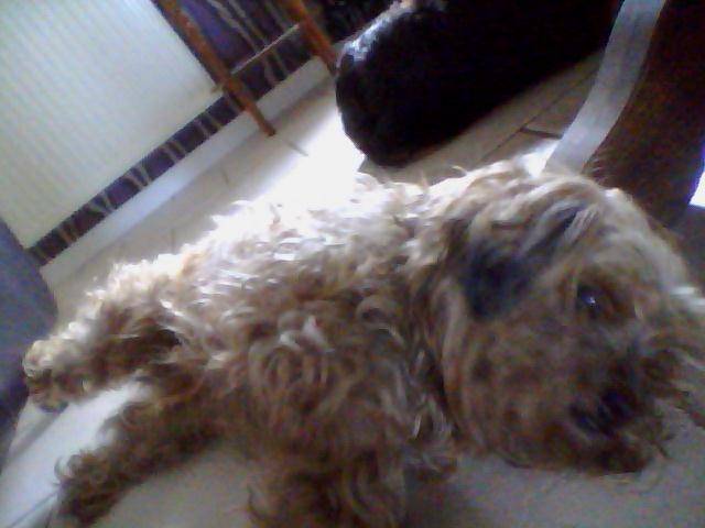 roxy - Femelle (11 ans)