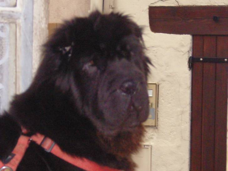 taiga - Femelle (9 ans)