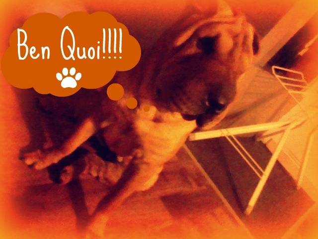 Fiona - Femelle (8 mois)