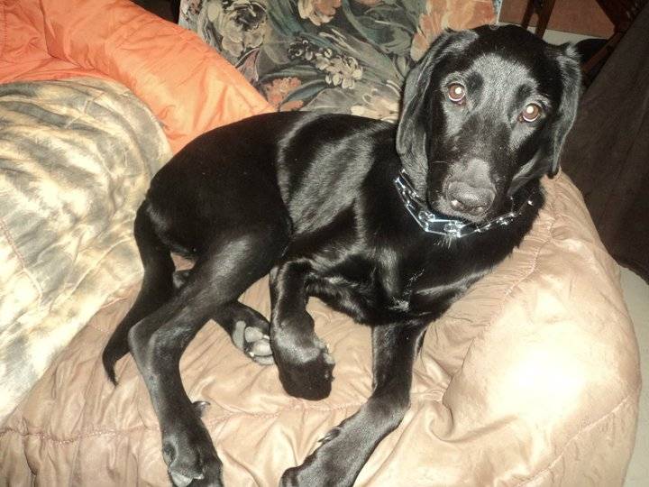 Bella - Femelle (1 an)