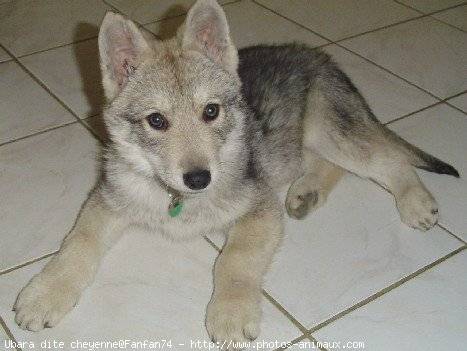 Cookie - (5 mois)