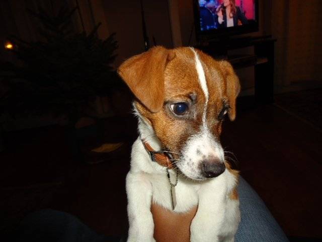 Gorge - Mâle (1 an)