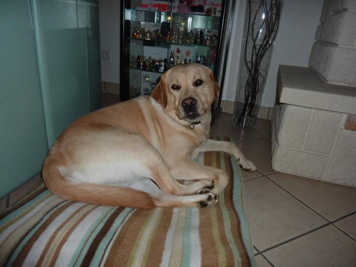 Drex - Mâle (3 ans)