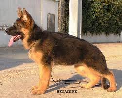 osacla - Femelle (3 mois)