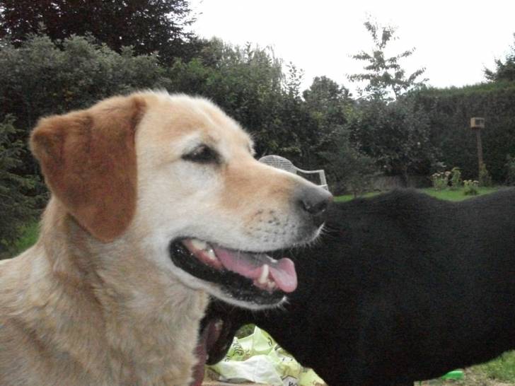 Roxane - Femelle (13 ans)