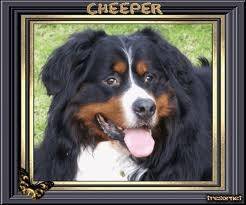 Chepeer - Mâle