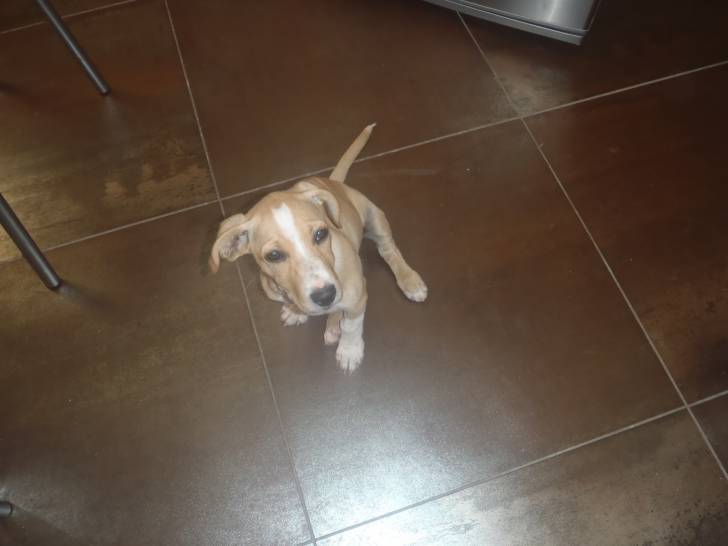 Galy - Femelle (4 mois)