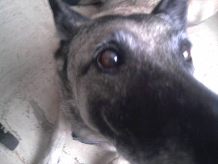 gros plan sur styli - Femelle (10 ans)