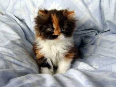 dolly - Femelle (15 ans)