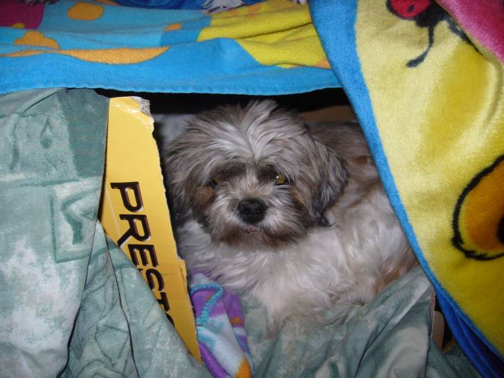 molly - (14 ans)