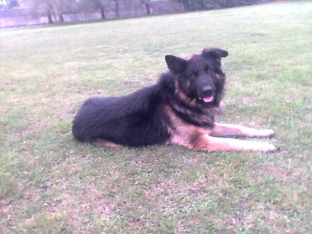 brook - Mâle (4 ans)
