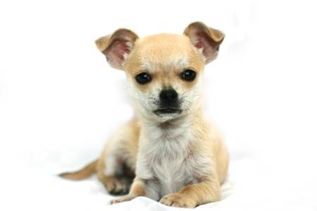 minty - Femelle (1 mois)