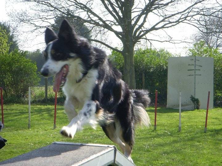 Eliot - Mâle (2 ans)