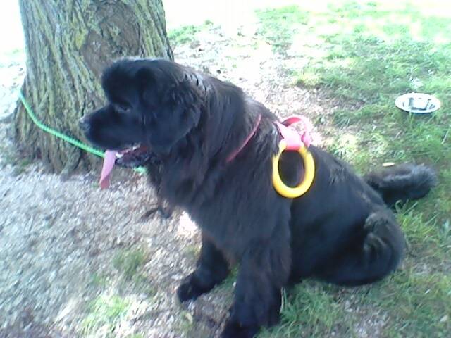 flora - Femelle (11 mois)