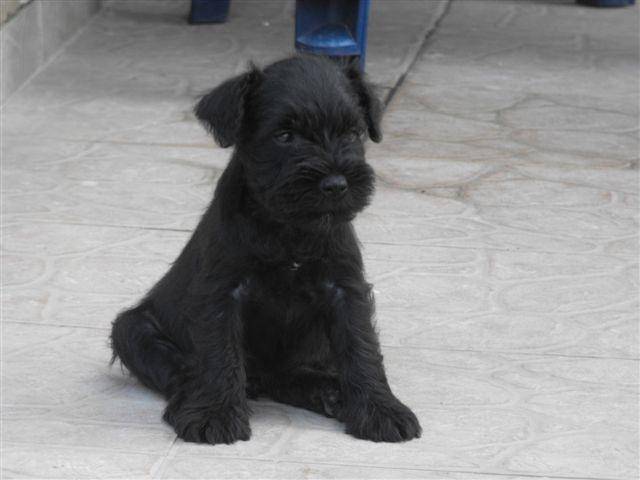 Boost - Mâle (3 ans)