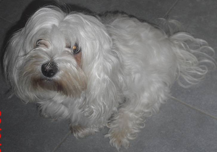 Alou ma chienne bichon maltais - Femelle (6 ans)