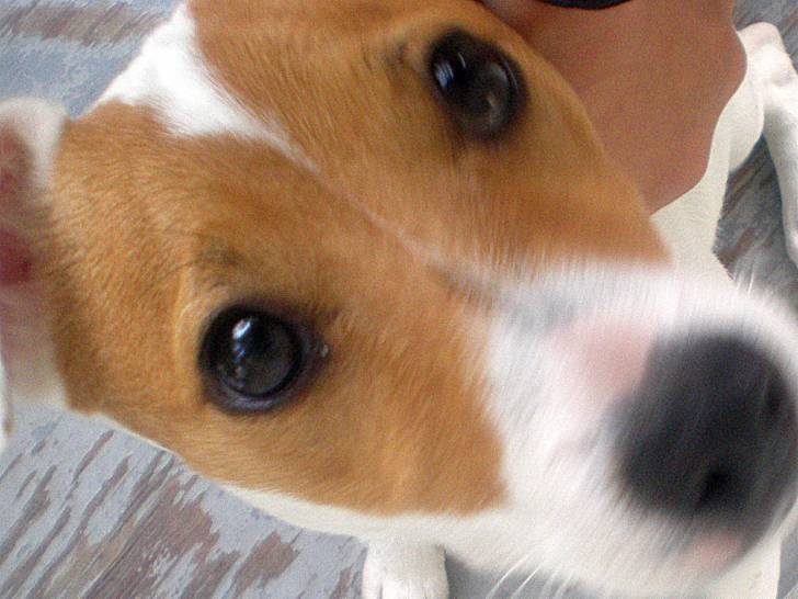 lily - Femelle (1 an)