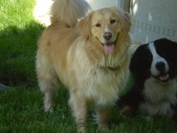 Fanny - Femelle (3 ans)