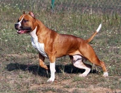 eto'o - Mâle (2 ans)