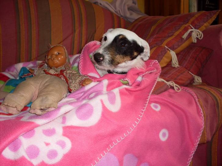 Delko - Mâle (2 ans)