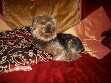 Sushy - Mâle (7 ans)